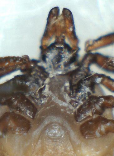 Réf. 228 970 : Ixodes acuminatus